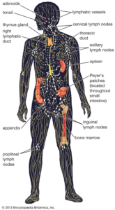 Lymphedema Management Active Physical Therapy